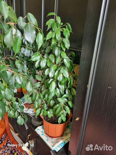 Фикус бенджамина