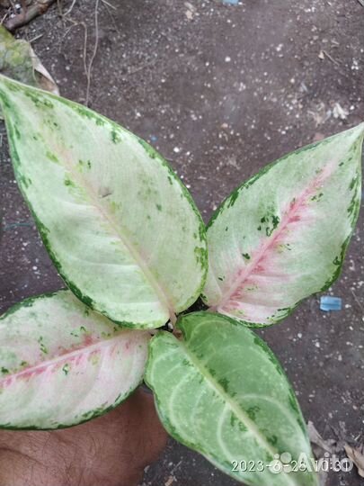 Аглаонемы разные