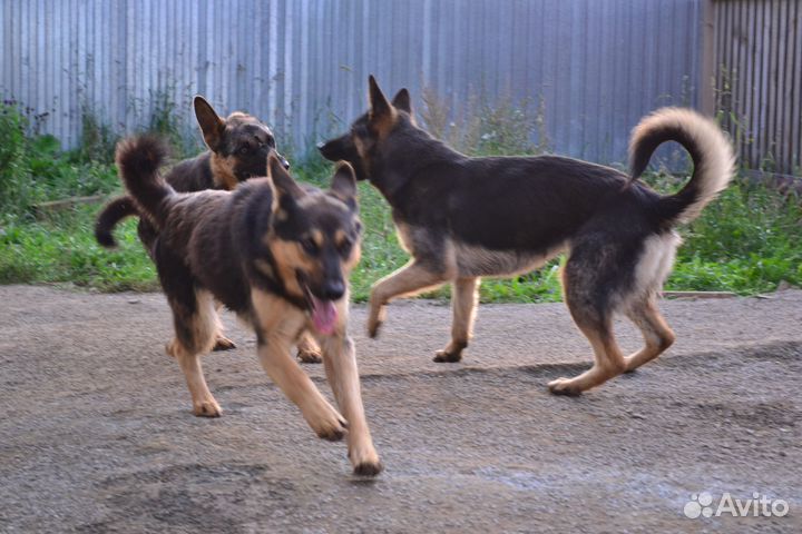 Отдается немецкая овчарка