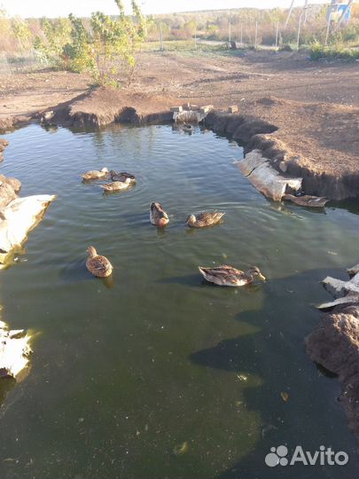 Утки подсадные для охоты