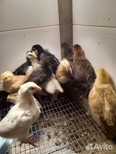 Цыплята кур несушек