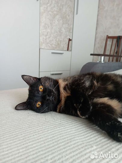 Кошка Анфиса