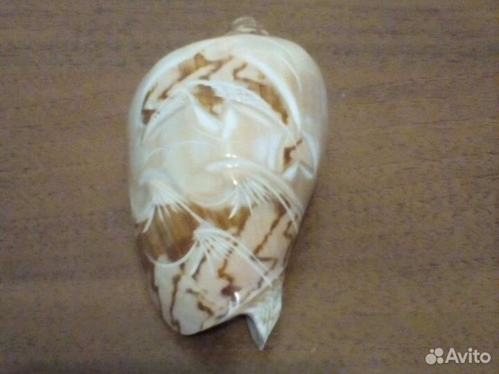 Морские ракушки