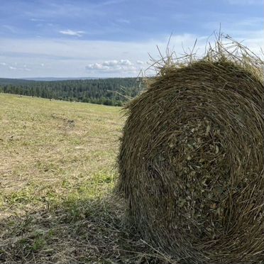 Сено разнотравье в тюках