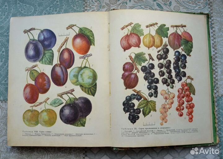 Книга Азбука садовода в вопросах и ответах