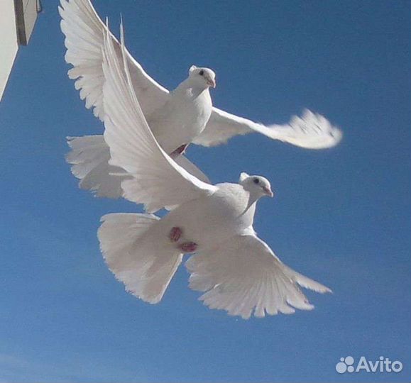 Белые голуби на свадьбу