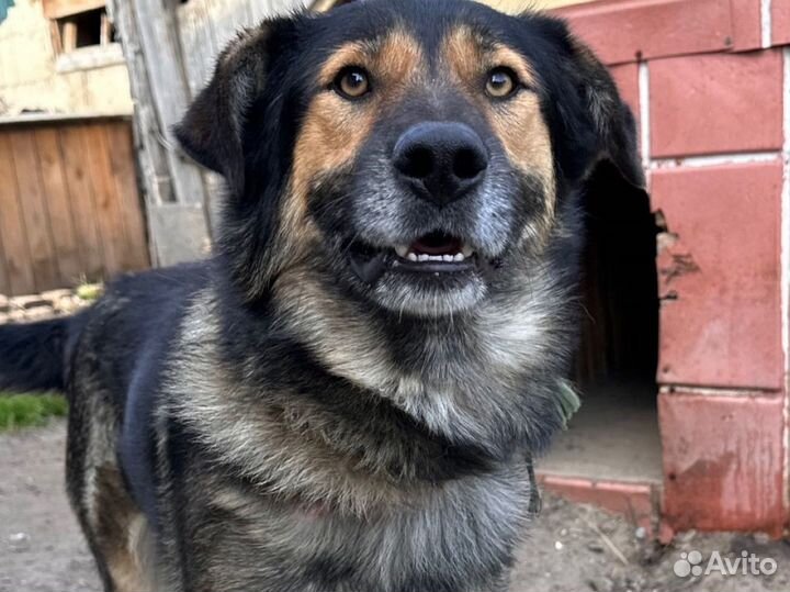 Собака-улыбака