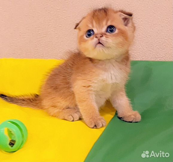 Шотландская малышня