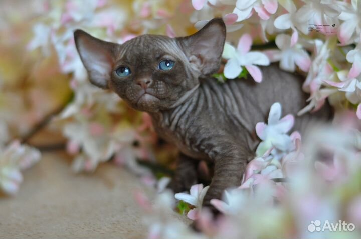Devon rex