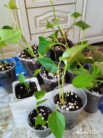 Комнатные цветы антуриум