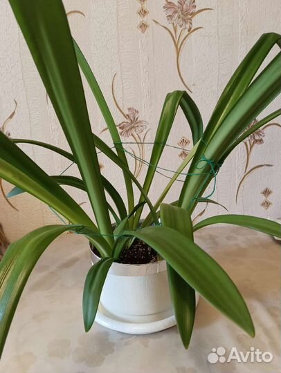 Гиппеаструм