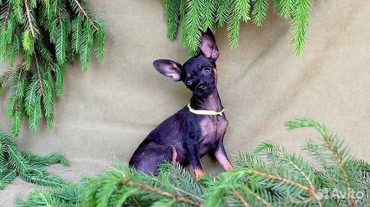 Той терьер три братика 4 месяца