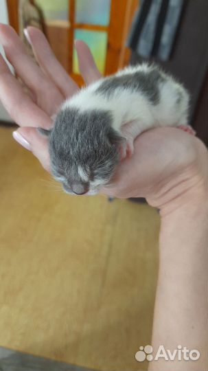 Котята в добрые руки бесплатно