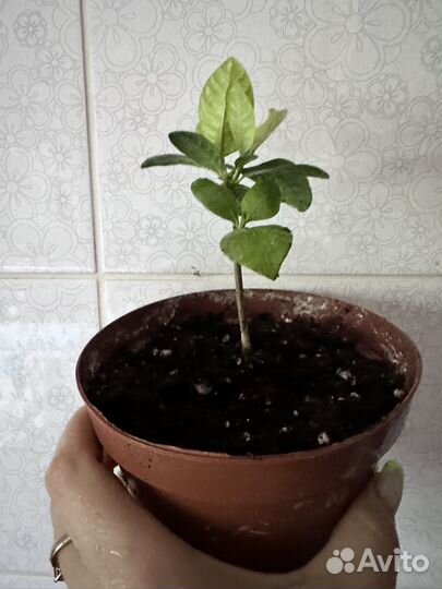 Гардения жасминовидная