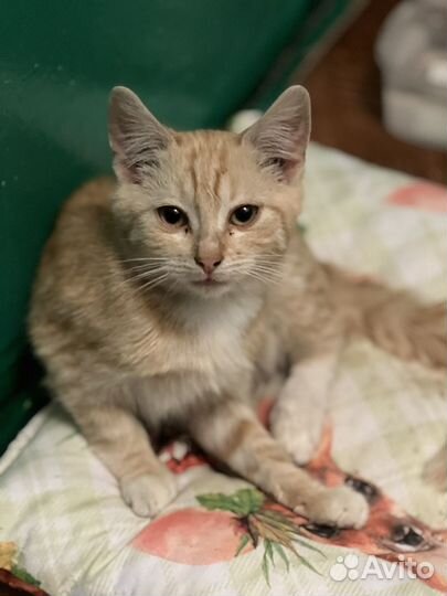 Рыжий котенок