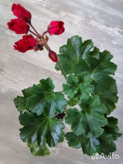 Пеларгонии