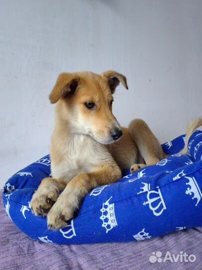 Лучик солнце