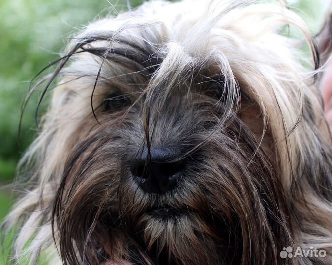 Метис ши-тцу в хорошие руки