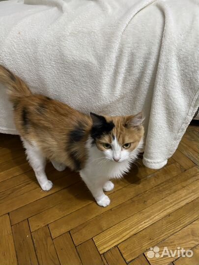 Кошка