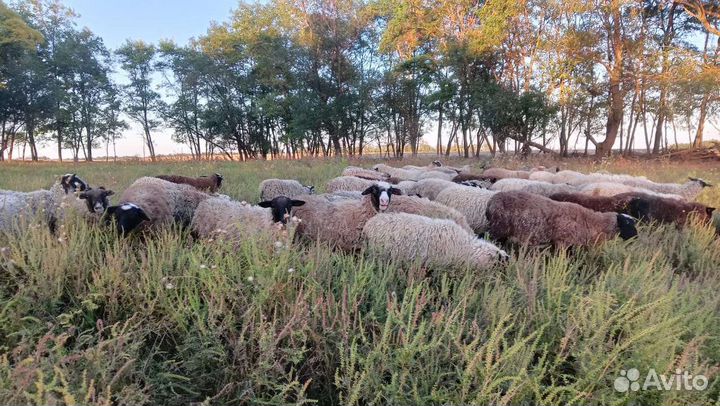 Продаются ягнята романовской породы, козлята