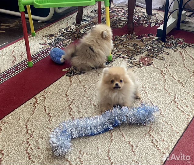 Миниатюрный шпиц