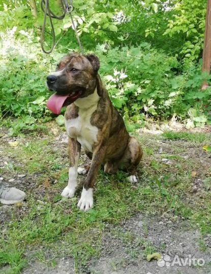 Ищет дом замечательный мальчик Джокер