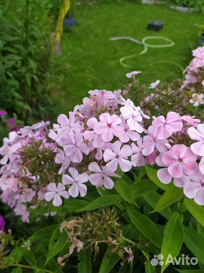 Многолетние цветы лилейники флоксы посконник приму