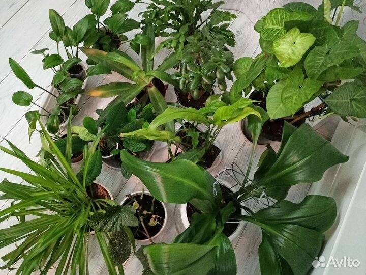 Цветы разные