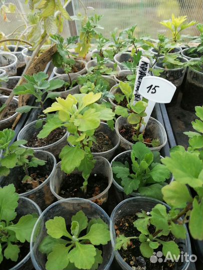 Хризантема мультифлора