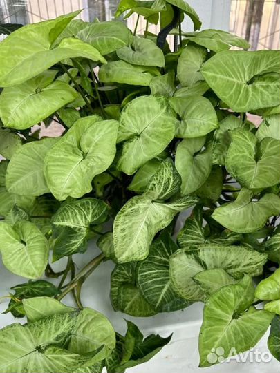 Сингониум вайт батерфляй