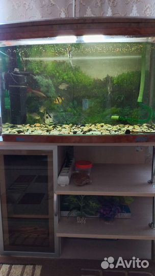 Аквариум