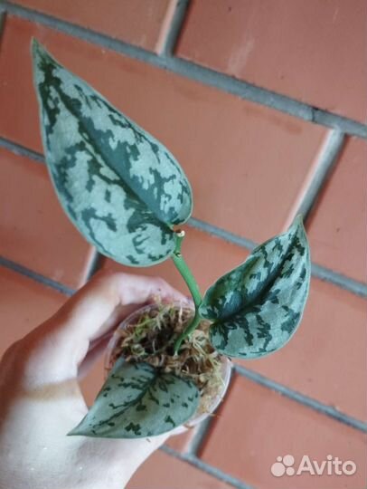 Сциндапсус Silver lady