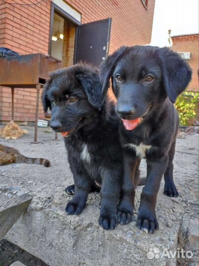 Щеночки в добрые руки