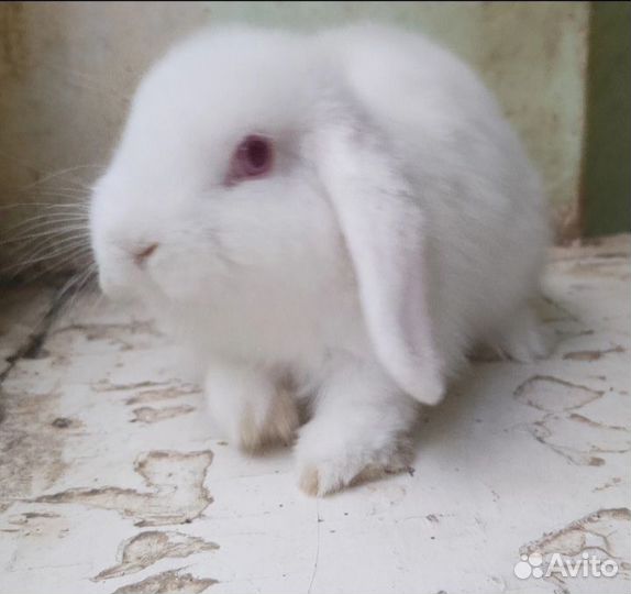 Карликовый вислоухий кролик