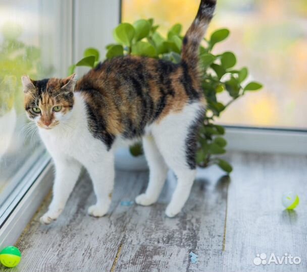 Кошка в добрые руки