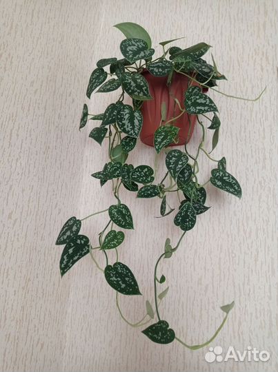 Сциндапсусы и филодендроны