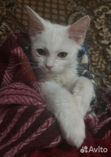 Отдам в добрые руки