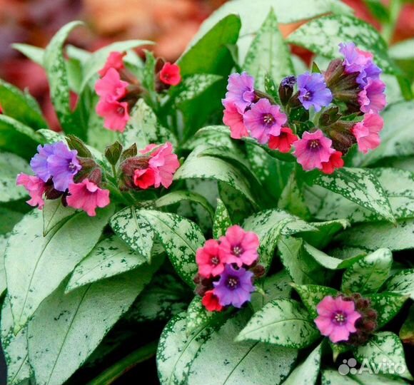 Медуница сахарная пестролистная