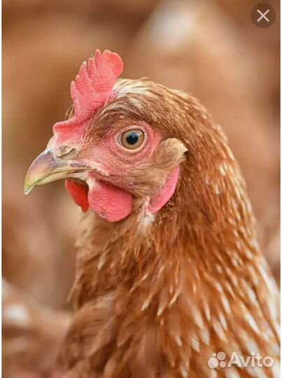 Мясо для собак курица