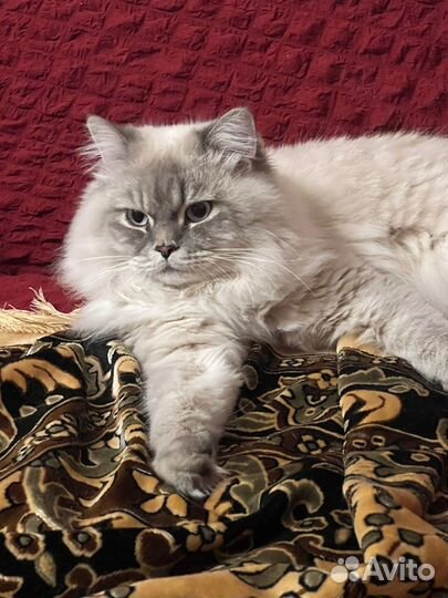 Отдам кота в добрые руки