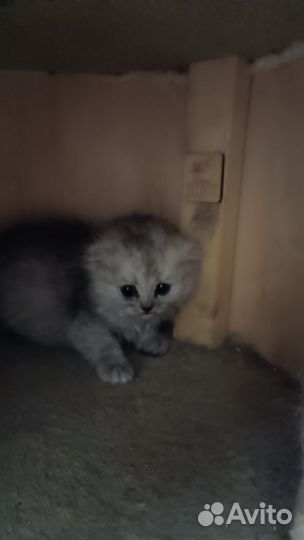 Шотландские котята