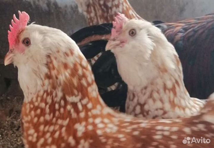 Инкубационное яйцо Тюрингских бородатых Шамуа