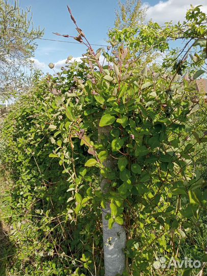 Можжевельник