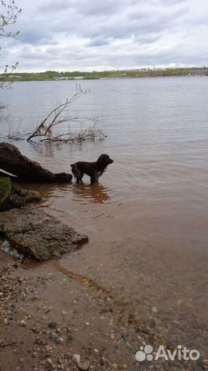 Русский охотничий спаниель вязка