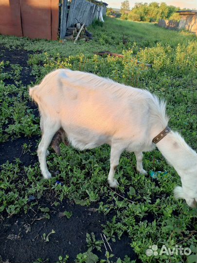 Коза дойная