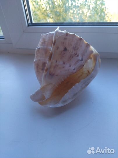 Морские ракушки раковины