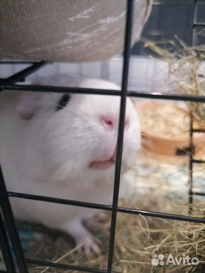 Морская свинка