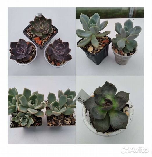 Суккуленты.Редкие эхеверии-1