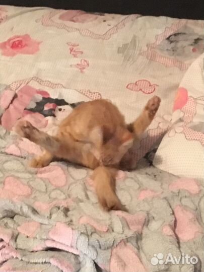 Котята в добрые руки мама мейн кун рыженький