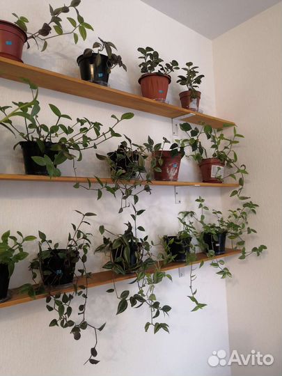 Неприхотливые комнатные растения